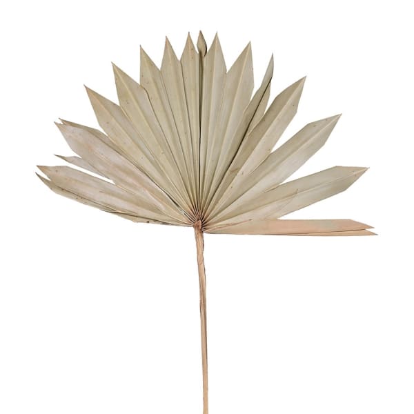 Set of 6 Natural Palm Sun Spears