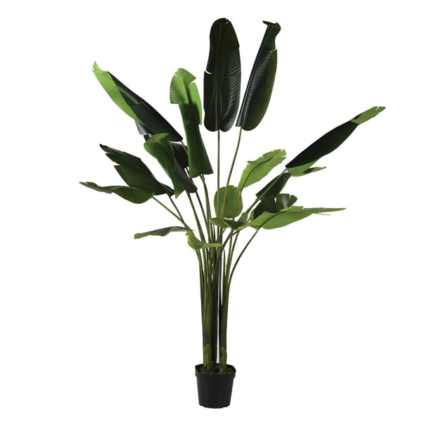 Tall Strelitzia Plant in Black Plastic Pot
