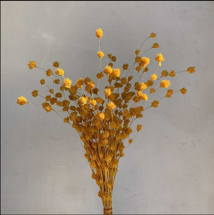 Dried Weeping Bamboo, Orange, 40-60cm