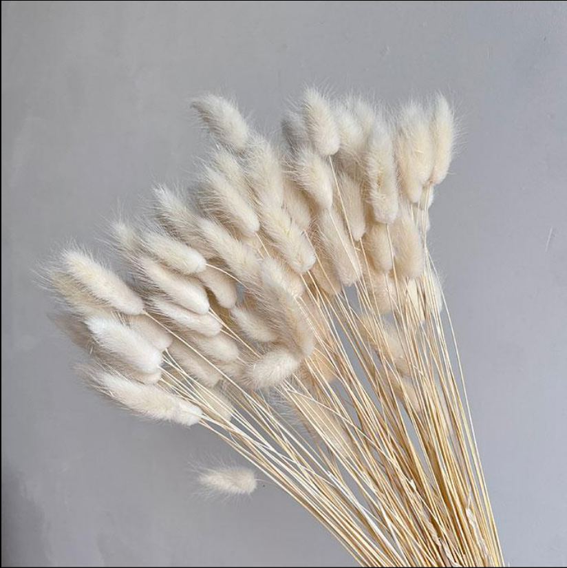 Dried Lagurus Grass, Creamy White (Bunny Tails) 50-70cm 90gm