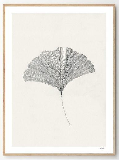 ANA FROIS Ginkgo Leaf, 30x40cm