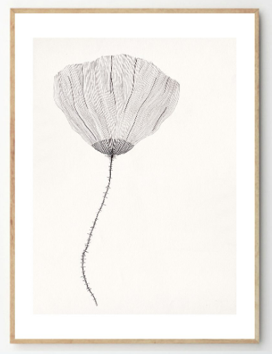 ANA FROIS Poppy, 30x40cm