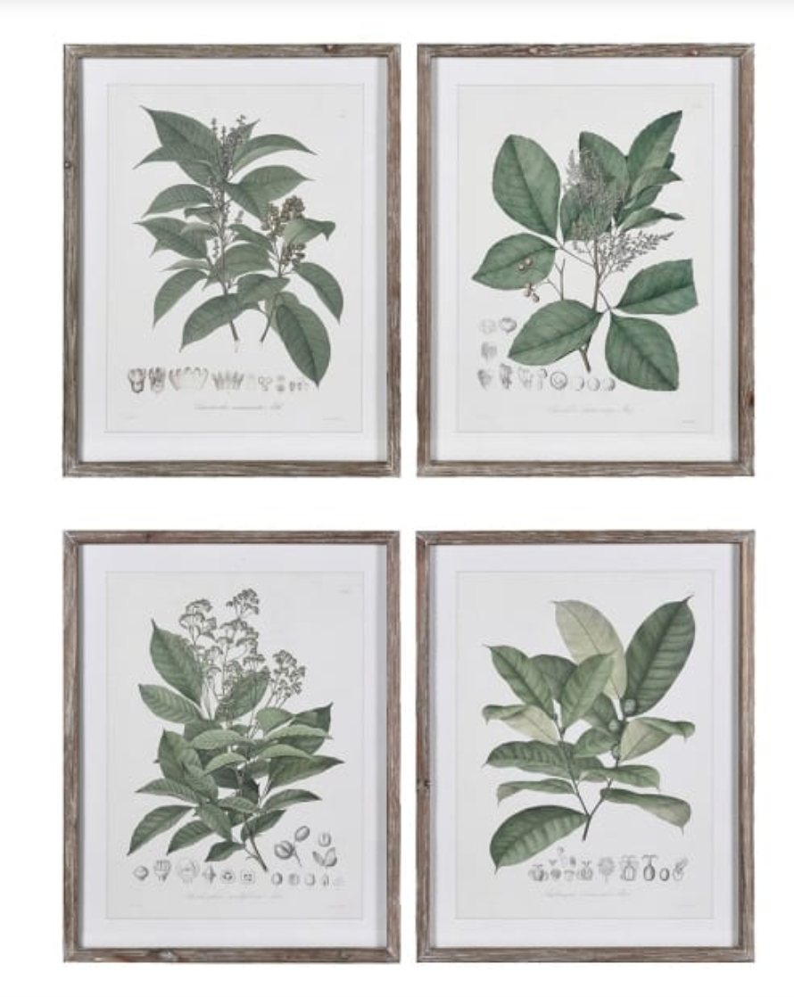 Set of 4 Perennial Herbs Framed Pictures, 65 X 50 CM