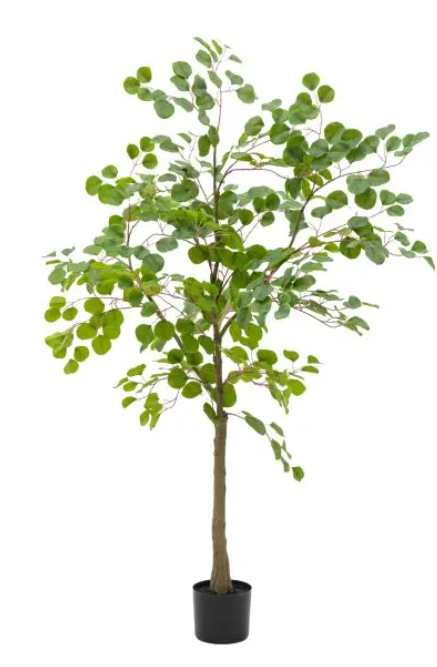 Potted Eucalyptus Tree