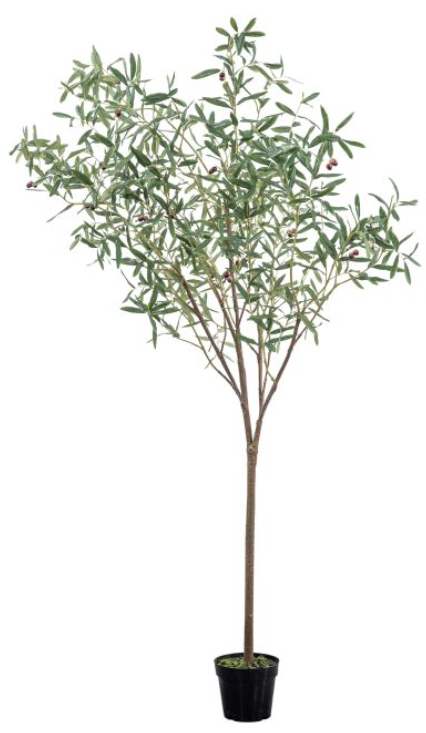 Olive Tree Green