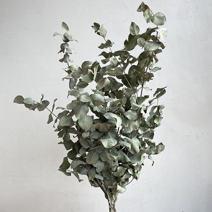 Dried Eucalyptus Cinerea, Natural Sage Green to Grey, up to 70cm