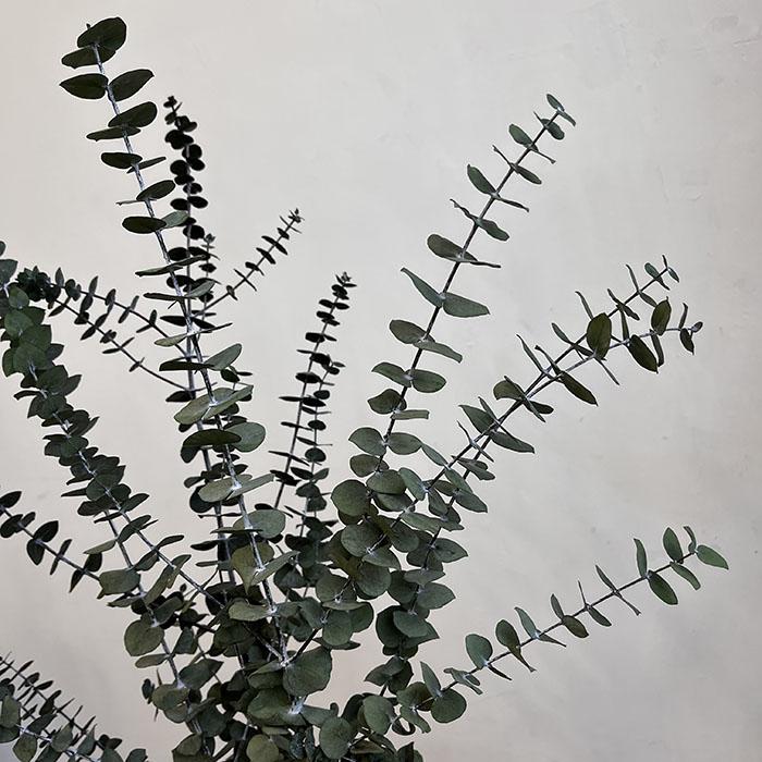 Preserved Eucalyptus Baby Blue, Green to Grey Shades, up to 70cm