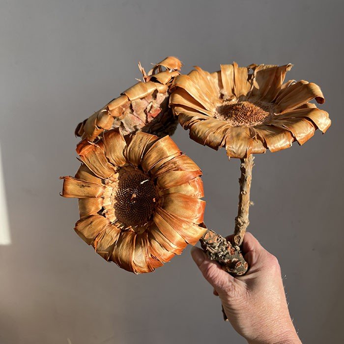 Dried Protea Magnifica, Rosette Base, Natural Brown Shades, 25-30cm H/2-4cm – W/12-15cm