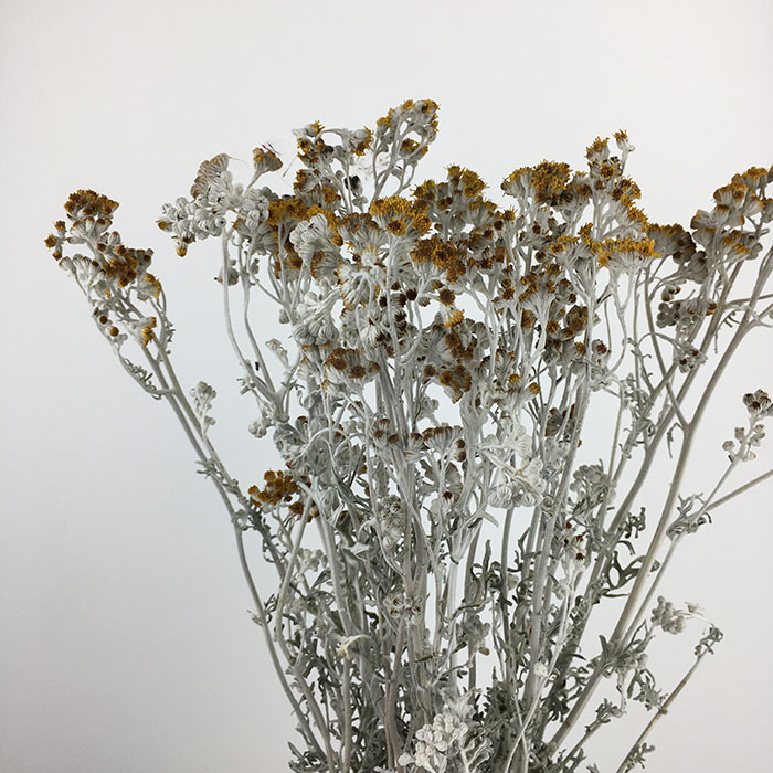 Dried Santolina