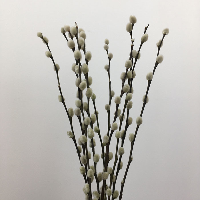 Dried Pussy Willow, 60cm (Salix)