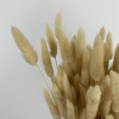 Dried Lagurus Grass, Natural Light Brown (Bunny Tails) 60-70cm 100gm