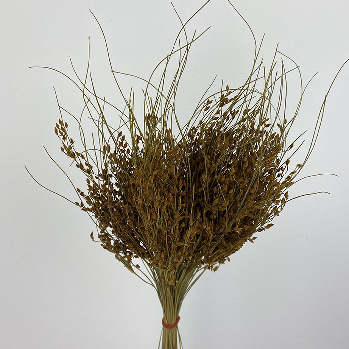Dried Sai Thong, Ochre Yellow, 45cm