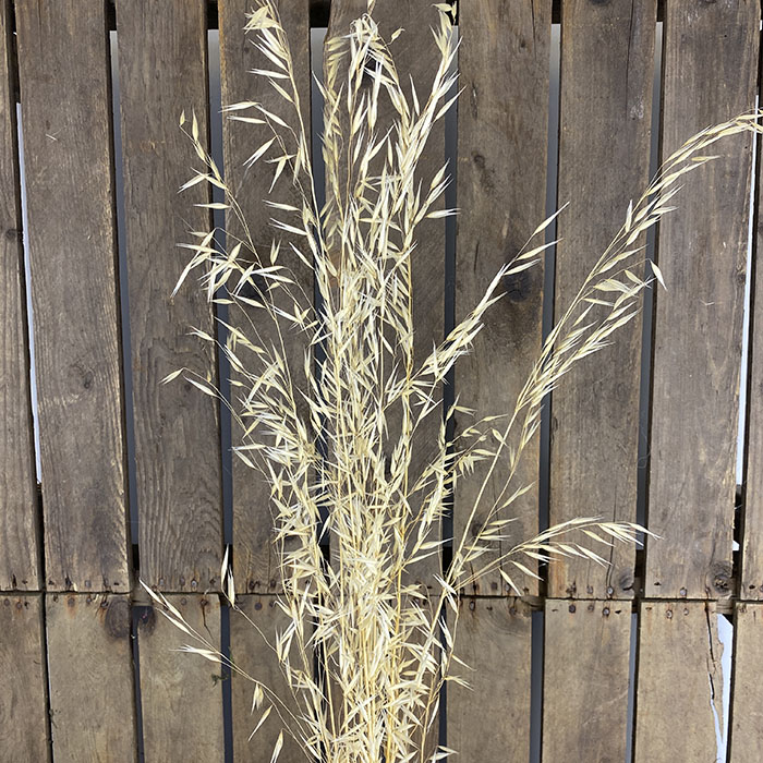 Dried Oats, XL Wild Oats, Ecru (Avena) 70-90cm