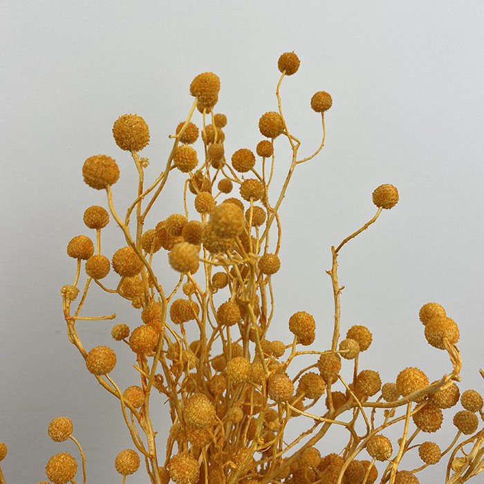 Dried Sago, Pale Orange, 25-50cm