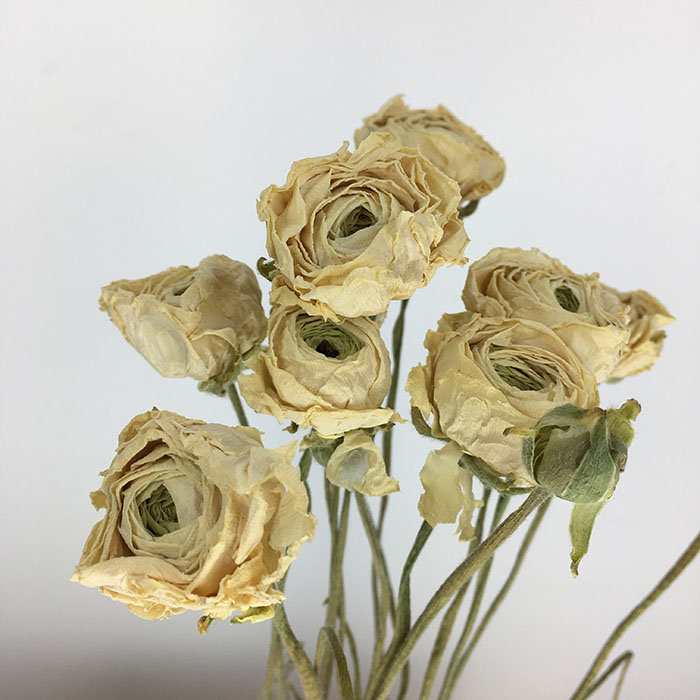Dried Ranunculus, Ivory, 45cm