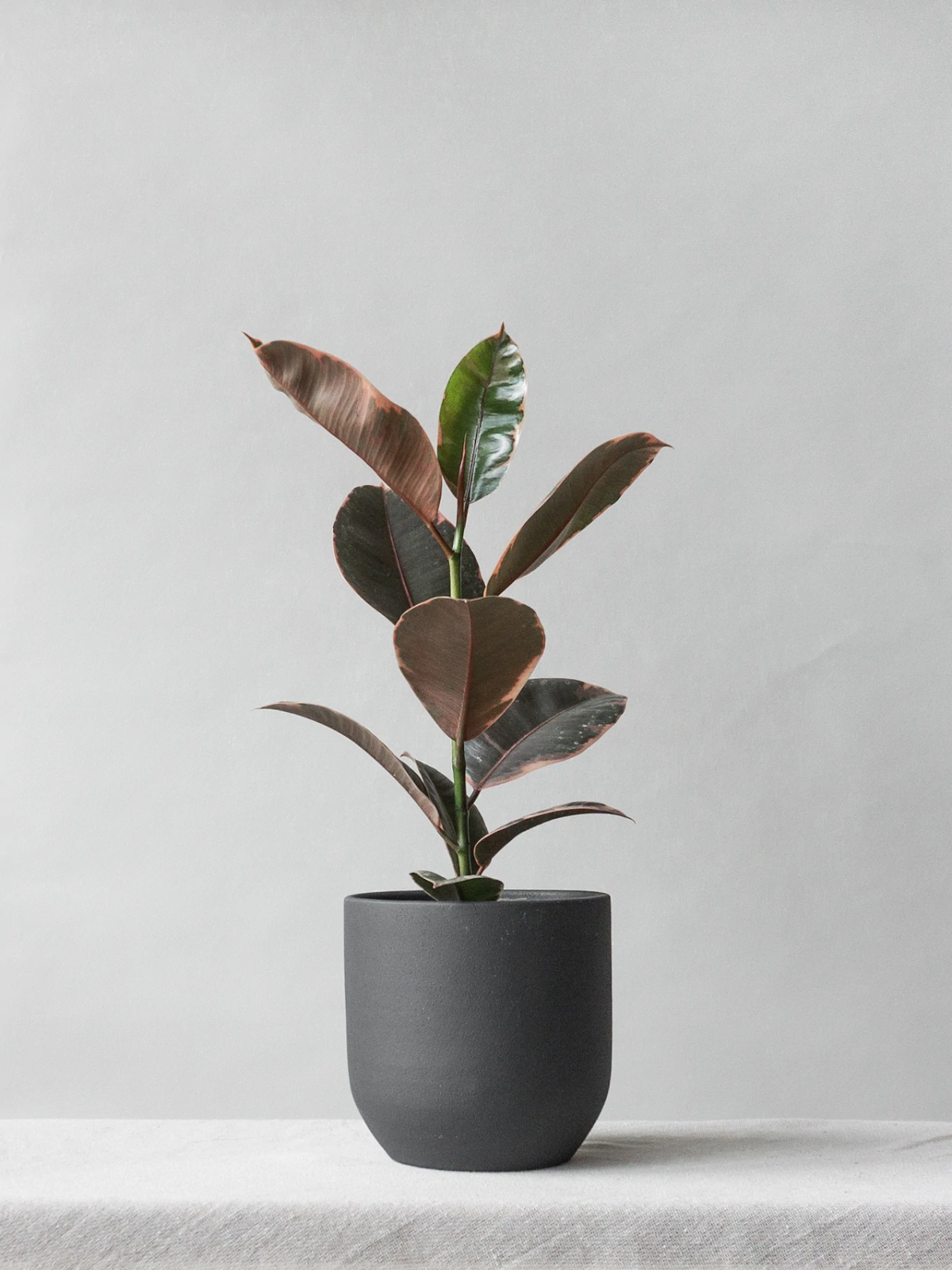 Rubber Plant Belize - Medium