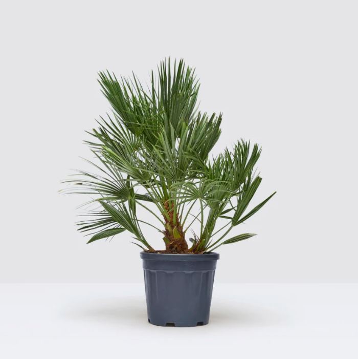 Chamaerops Humilis Mae