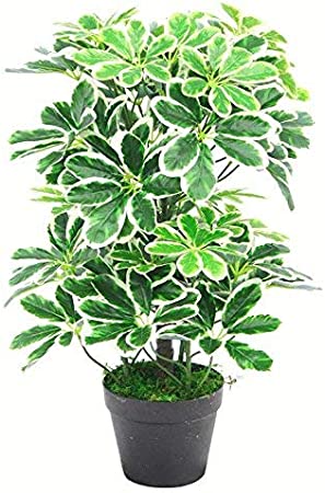 Schefflera Arboricola Artificial Plant 55cm