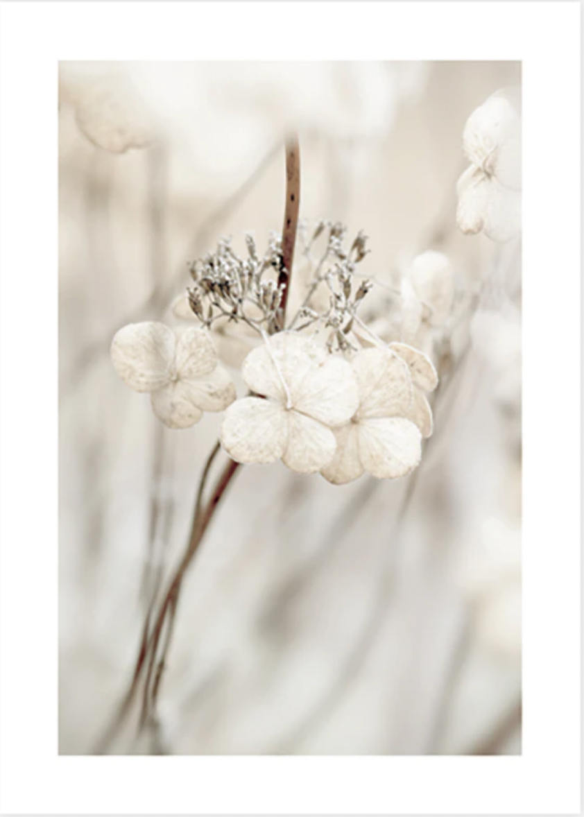 Decaying Hydrangea Poster