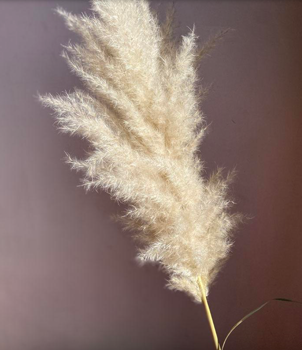 Dried Pampas Grass Evita, Natural Ivory, Extra Fluffy (Cortaderia) 110-120cm Plume 40-50cm (x5 stems)