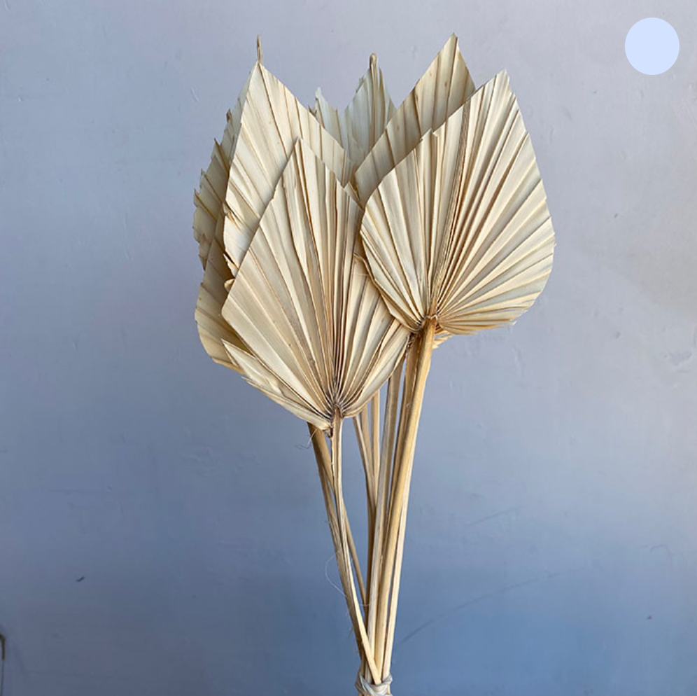 Dried Palm Spears, Bleached Ivory, Regular, 45-60cm H/15-16cm W/12-13cm (x10 stems)