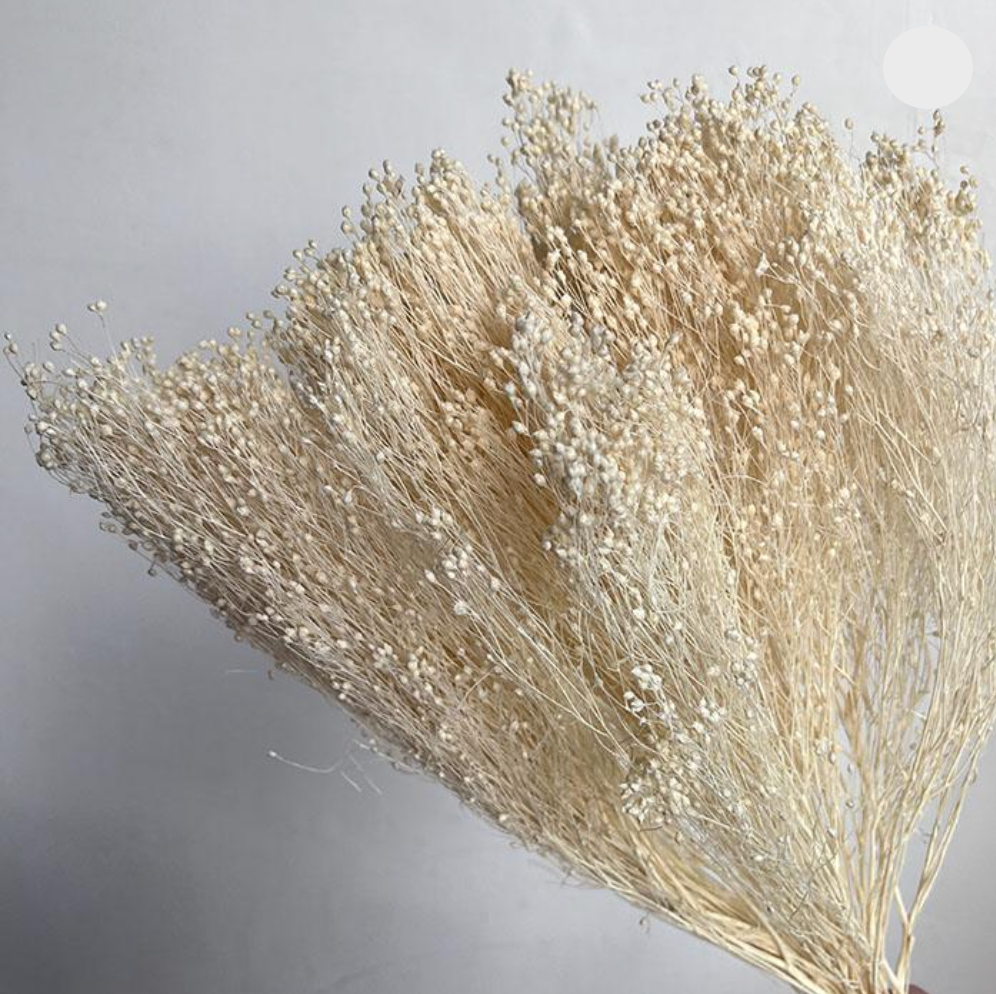 Dried Broom Bloom, Bleached Off White, 40-50cm
