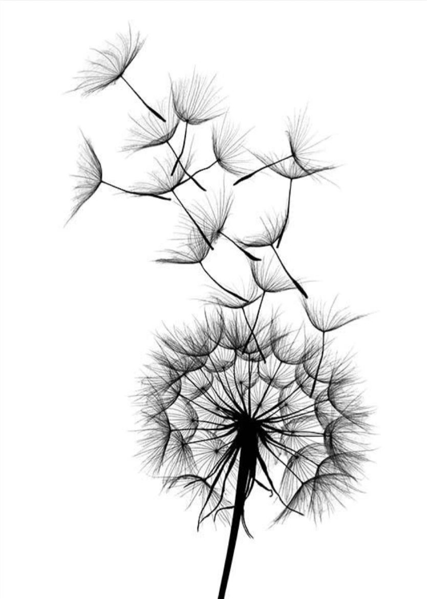 Dandelion No2 Poster