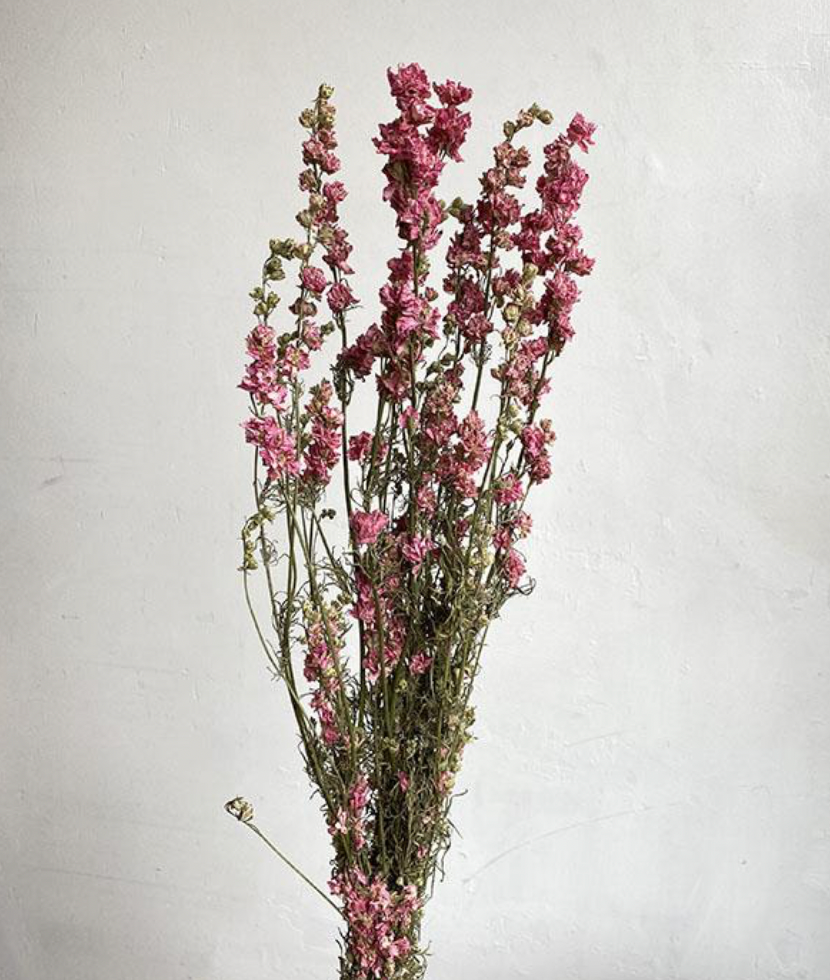 Dried Larkspur, Natural Pink (Delphinium) 60-70cm BULK BUY