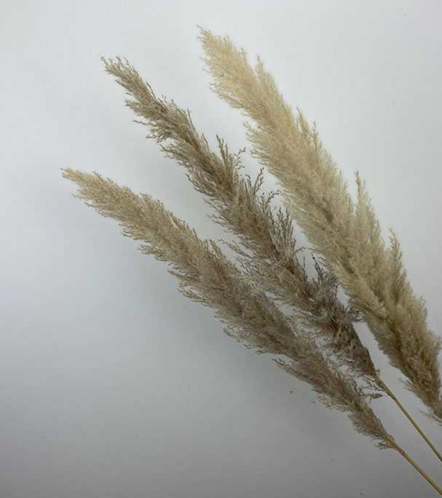 Dried Pampas Grass Hanoi, Natural Greige Grey, Fluffy (Cortaderia) 115cm Plume 50-70cm (x3 stems) CLEARANCE