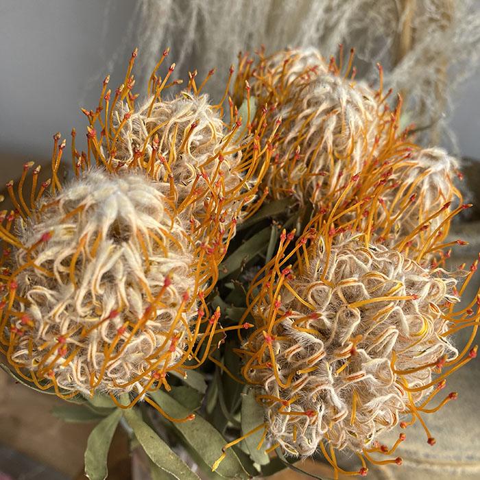 Dried Leucospermum, Orange 50cm (Pincushions)