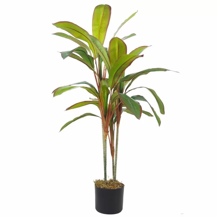 Floor Dracaena Plant in Planter