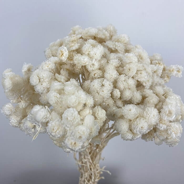 Dried Helichrysum, White, 45cm (Straw Flowers)