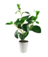 Artificial Ficus Plant in Planter by The Seasonal Aisle