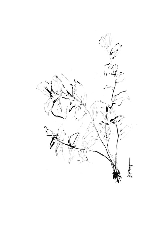 Delicate Eucalyptus Stems, A3
