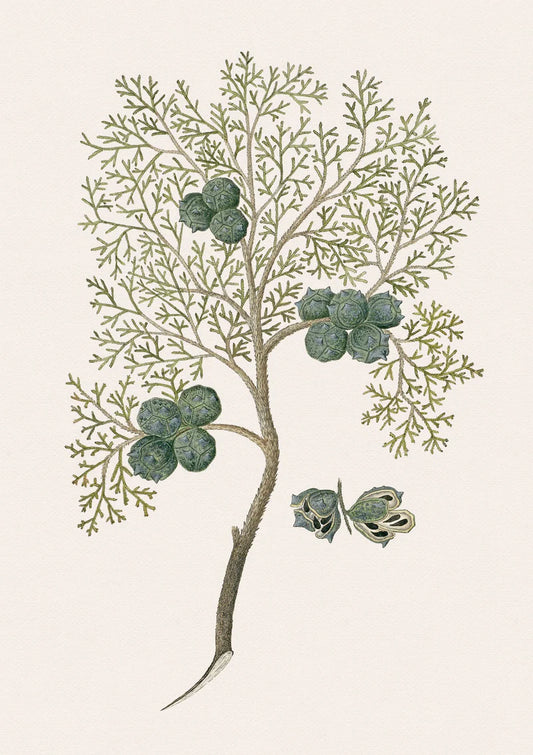 Cypress Branch, A2