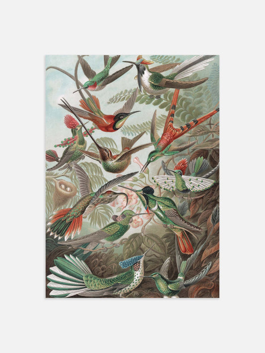 Hummingbirds Poster, 30x40cm