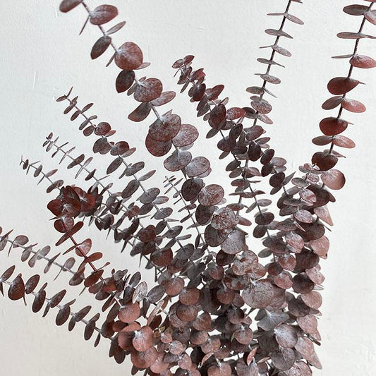 Preserved Eucalyptus Baby Blue, Burgundy Red 50-70cm
