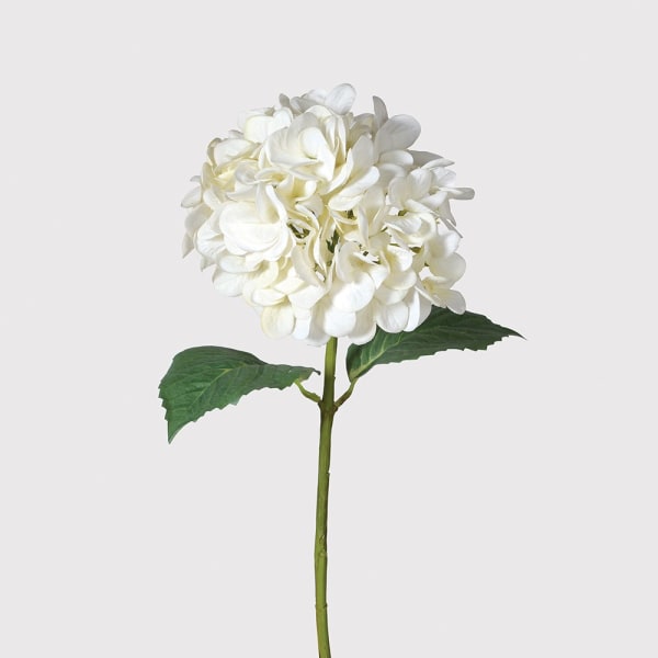 White 'Real Feel' Hydrangea