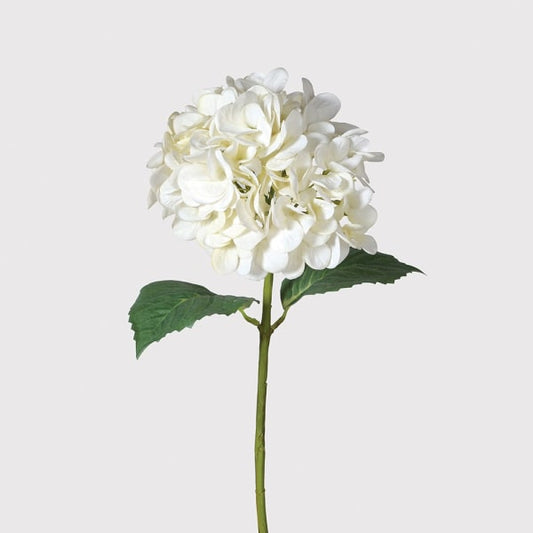 White 'Real Feel' Hydrangea