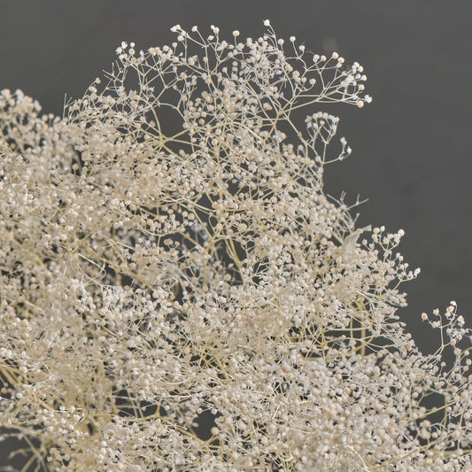Preserved Gypsophila, Mini, Bleached Neutral, sprigs up to 50cm (Baby’s Breath)