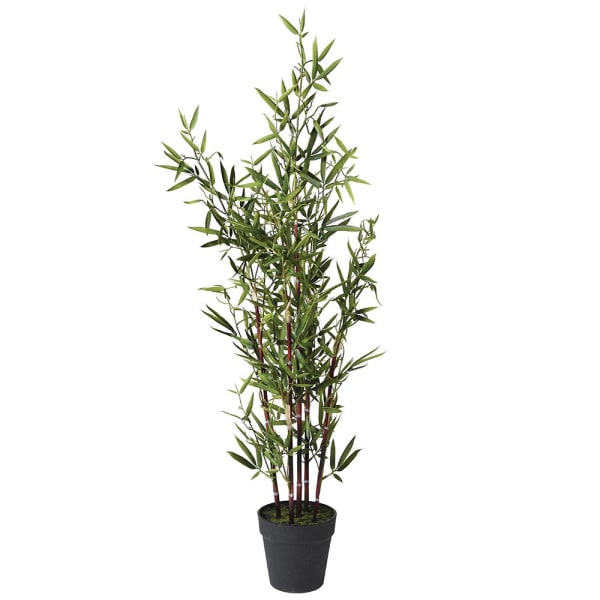 Bamboo Tree in Black Plastic Pot