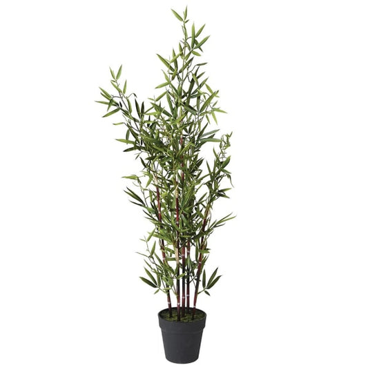 Bamboo Tree in Black Plastic Pot
