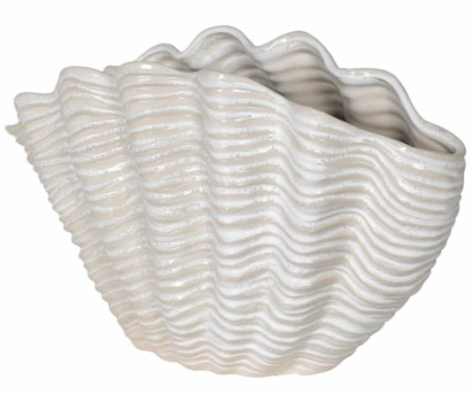 Cream Clam Decoration