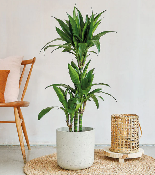 Dracaena Fragrans Steudneri, 90-100cm