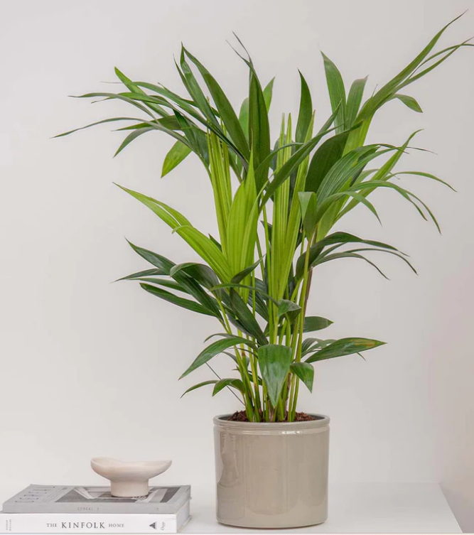 Kentia Palm, 70x80cm