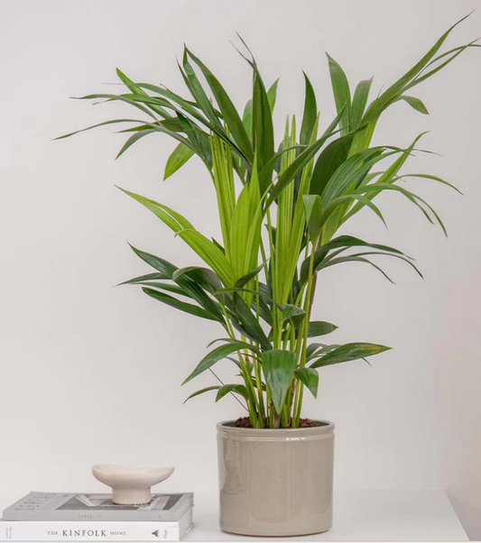 Kentia Palm, 70x80cm