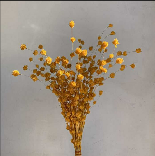 Dried Weeping Bamboo, Orange, 40-60cm