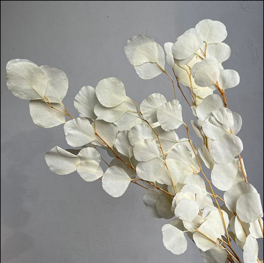 Preserved Eucalyptus Populus, Bleached Ivory, 100gm up to 70cm