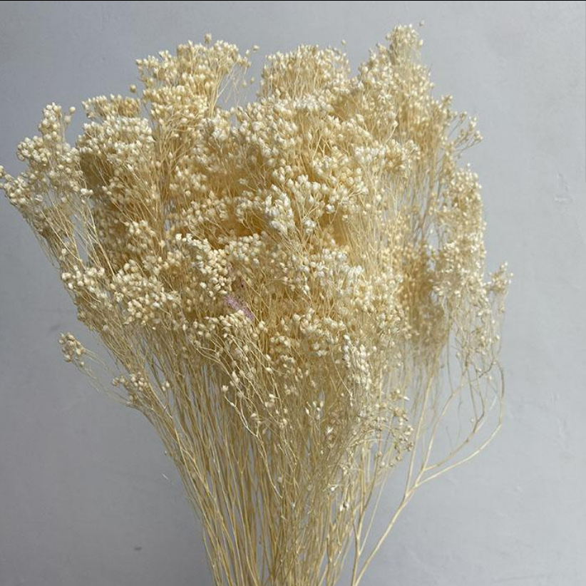 Dried Broom Bloom, Bleached Ivory, 45-55cm