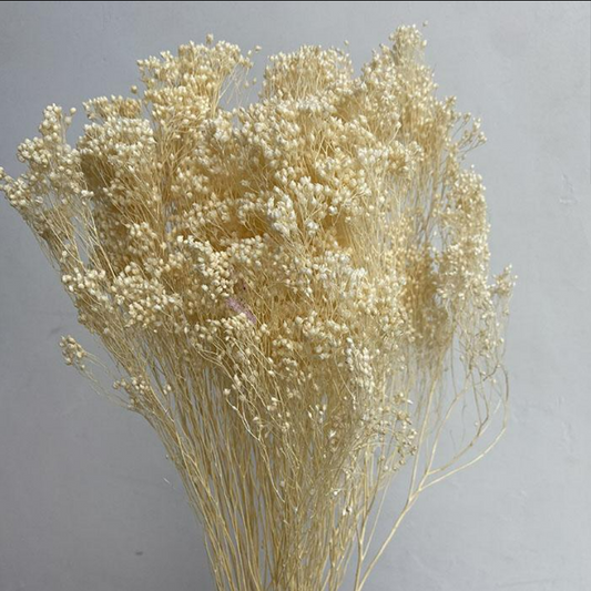 Dried Broom Bloom, Bleached Ivory, 45-55cm